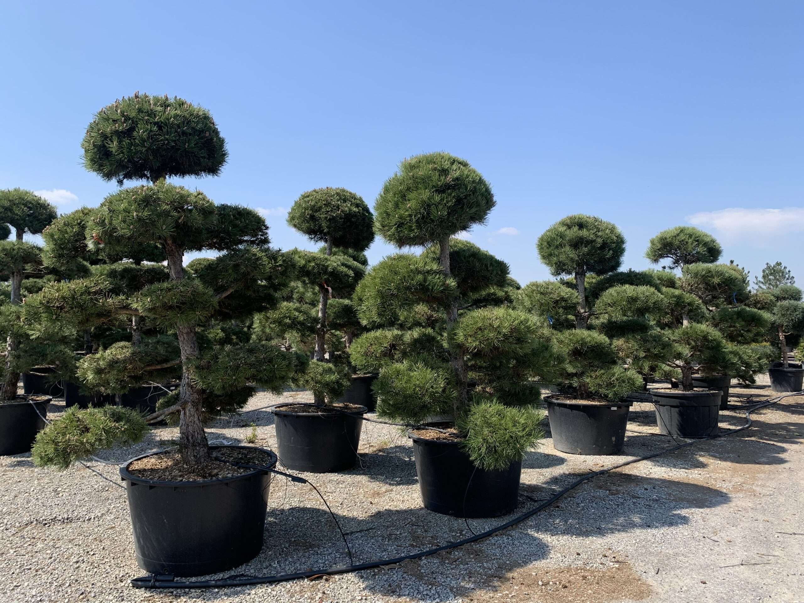 1619075432 scaled e32c41b8