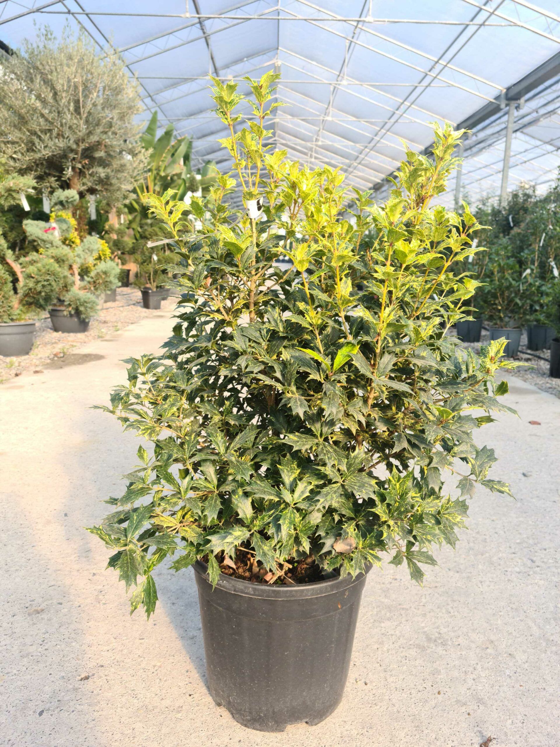 1639476516 scaled e350bc7a