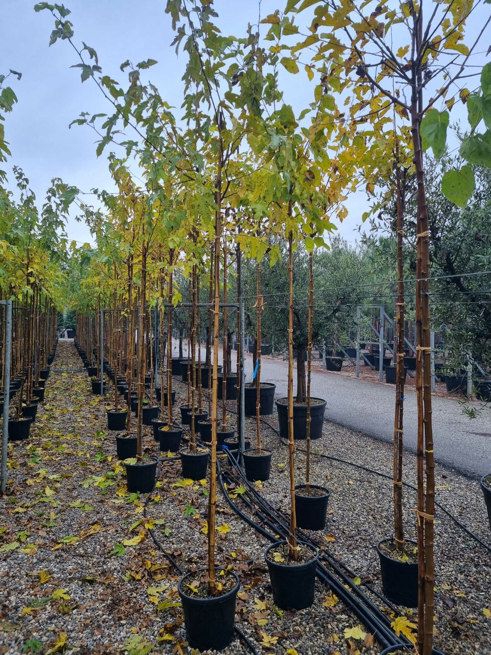 1668590530 scaled e351cef8