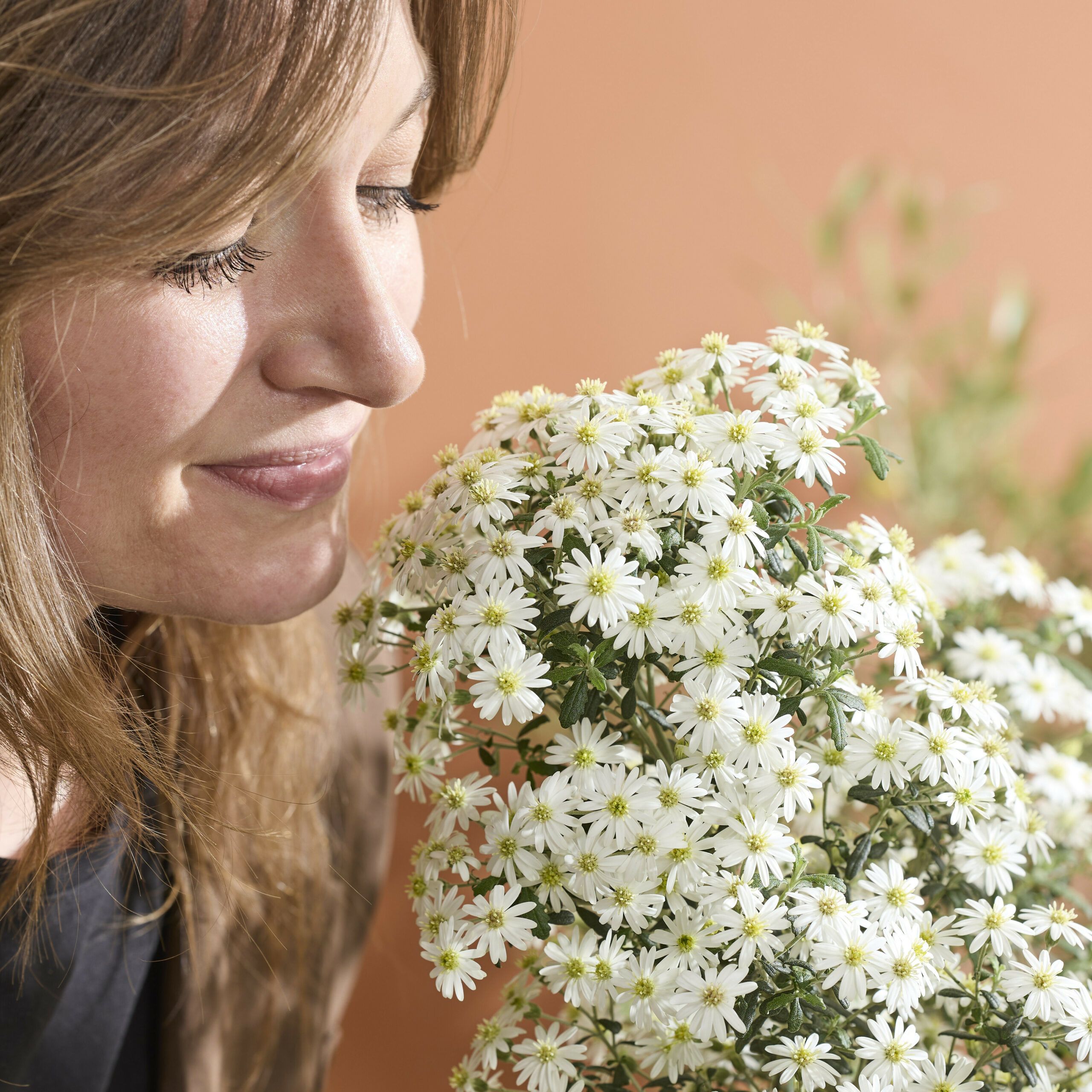 Olearia Spring Bling 32 scaled e3a06795
