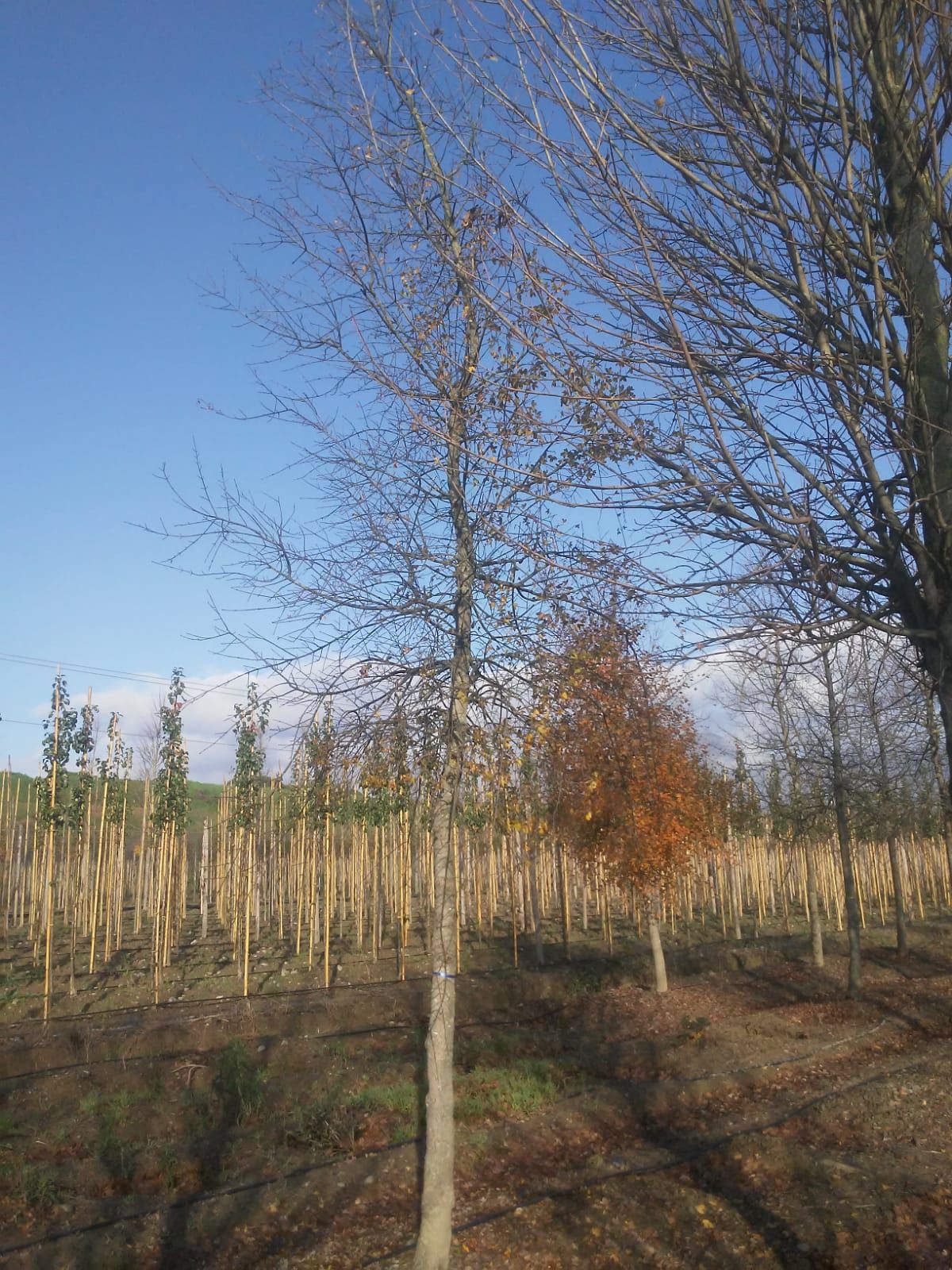 1613029173 acer monspessolanum 1 e4335b60