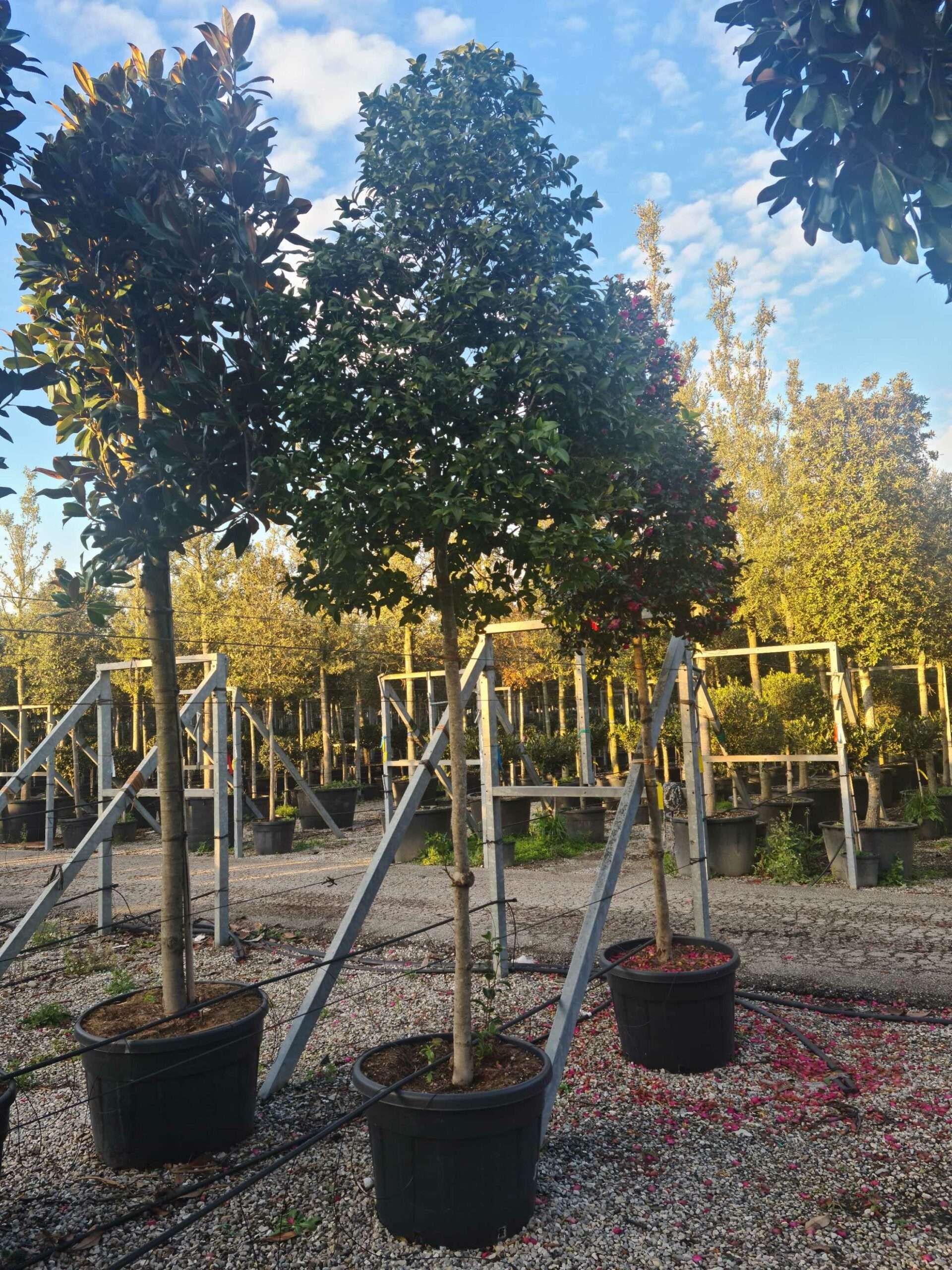 1639406463 scaled e433d6f2