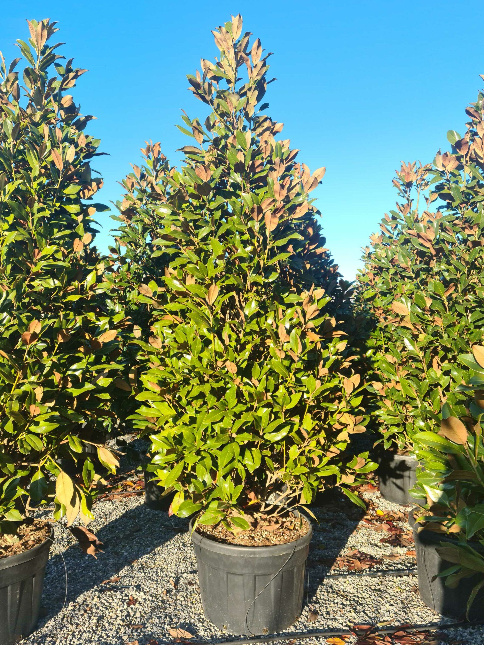 1639663694 scaled e4e18123