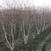 1610879085 betula jaquemontii e51ab81e