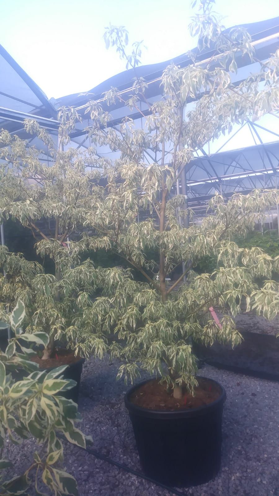 1611568867 cornus controversa variegata cg 2mt e50dd8eb