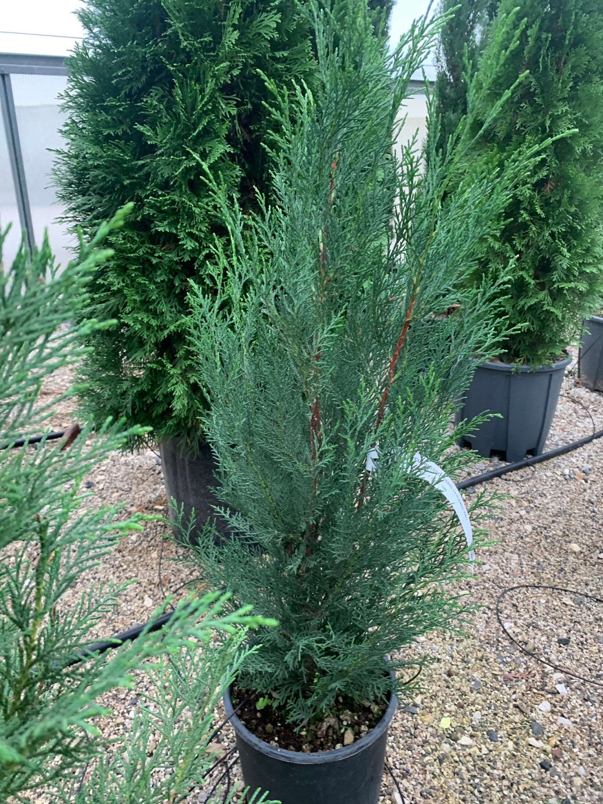 1637828443 scaled e51d8b4e