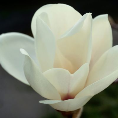 MAGNOLIA 'Yulan'