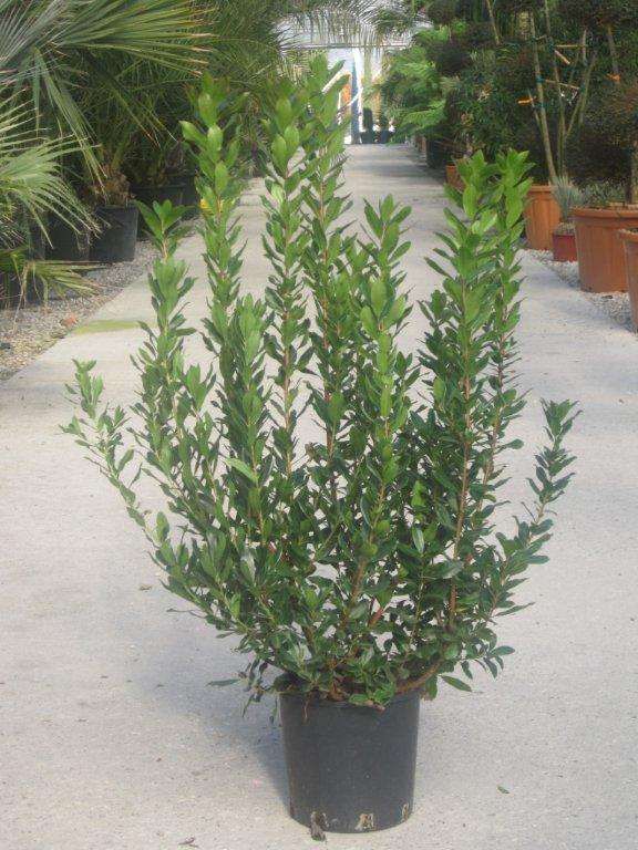 1610809221 Arbutus Unedo c10L e66d657f