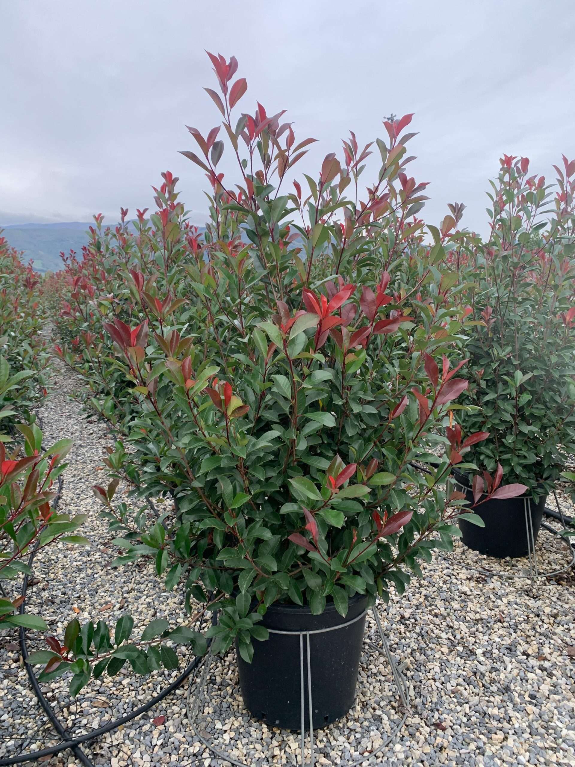 1636123849 scaled e6d89938