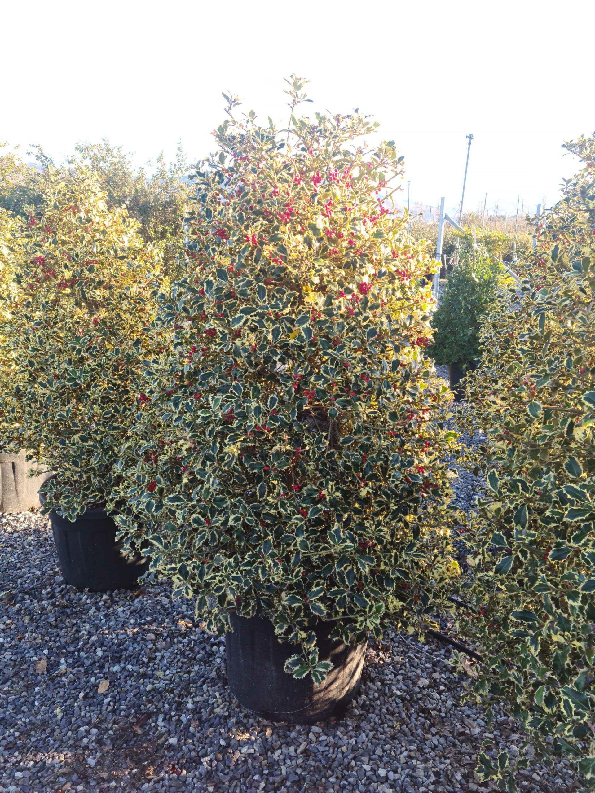 1639729022 scaled e6d19943