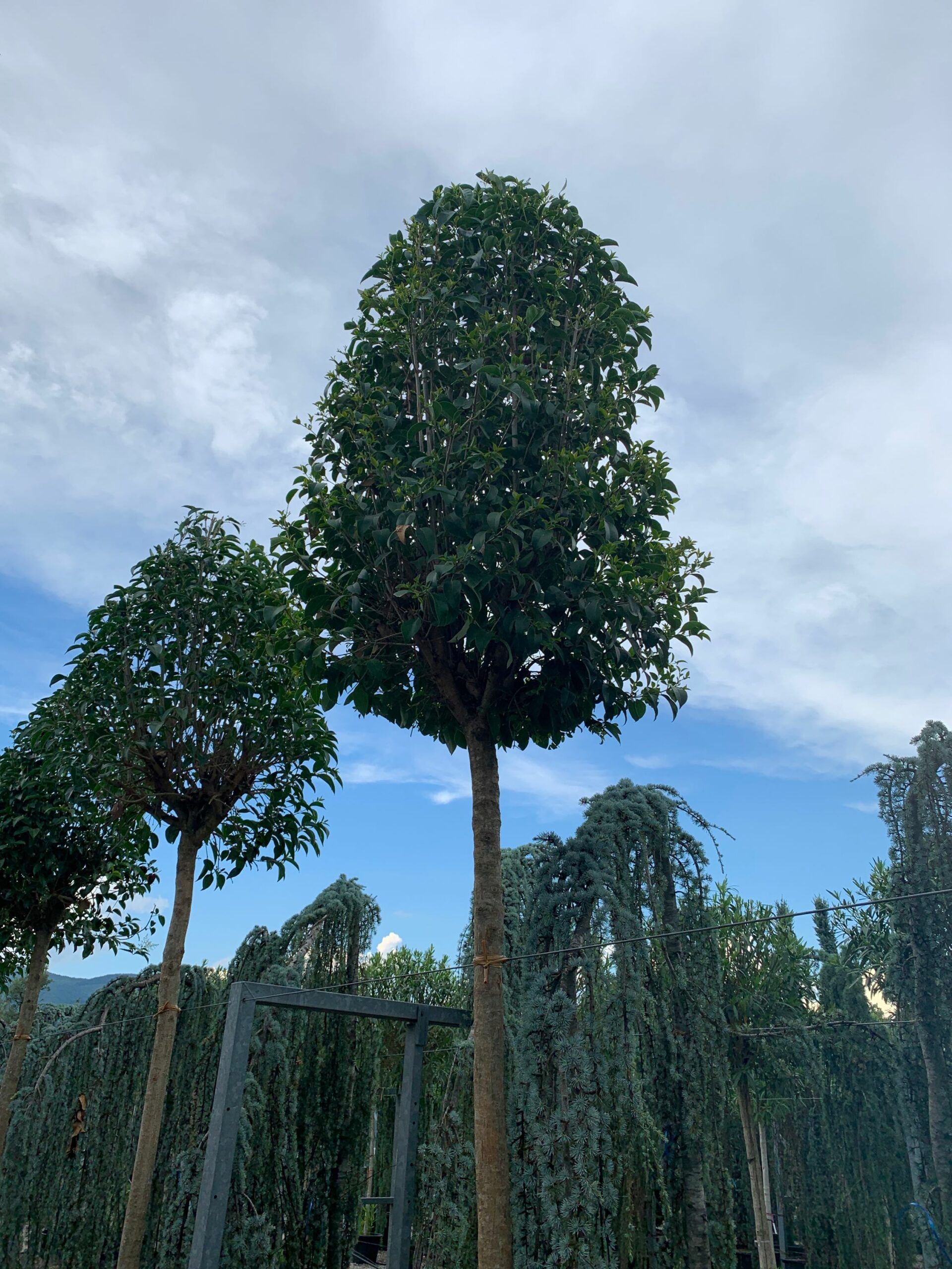 1657552689 scaled e6df613f