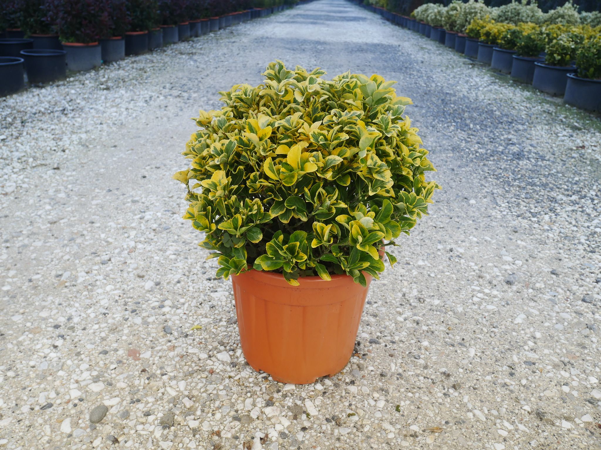 1614175306 Euonymus japonicus Eleg. Aureus Clt 15 Boule 030 040 24 00 e727e88f