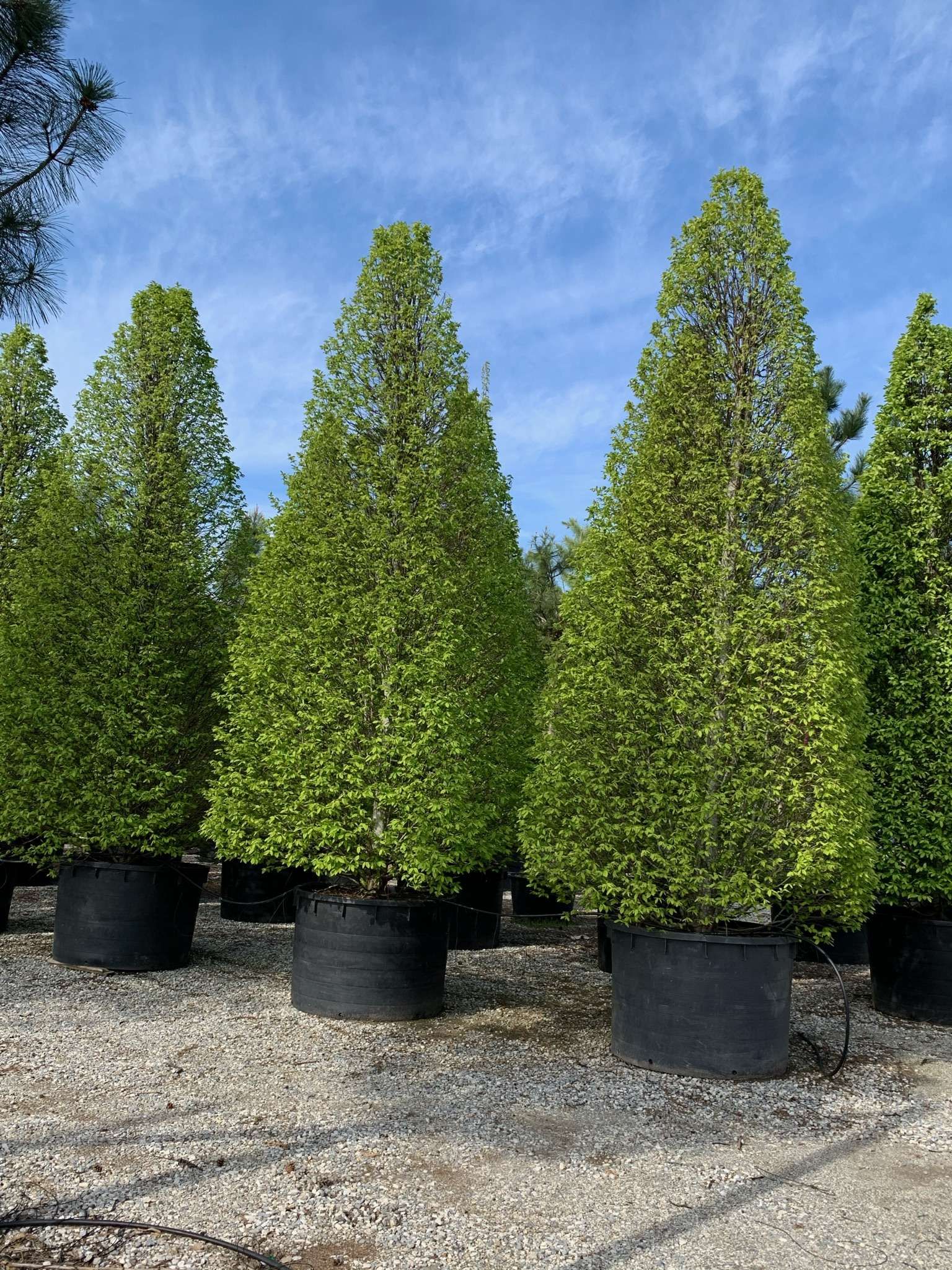 1618654105 0164ba20c1bcca8ccd3c8d873e6f4b4c3cfe667b88 e7dff7de