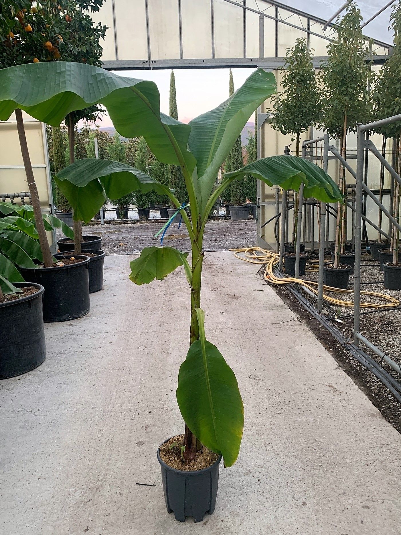 1637252972 banana e7d7eab5