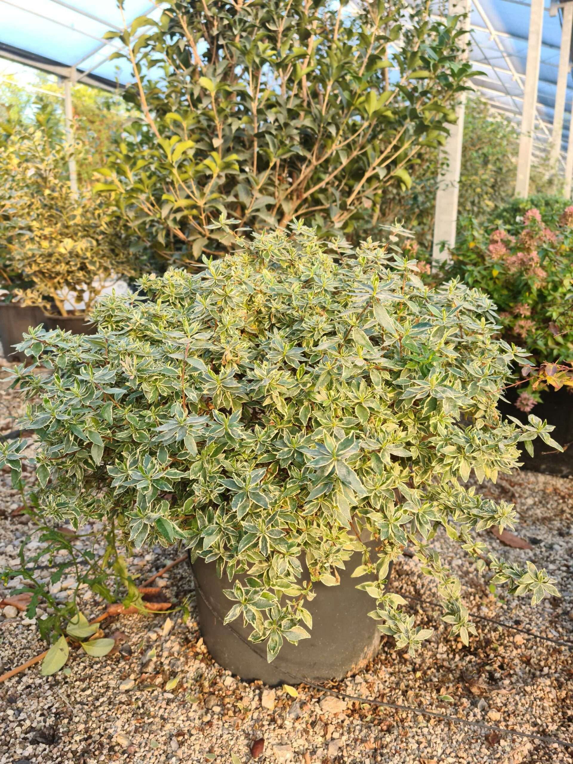 1639468976 scaled e7686675