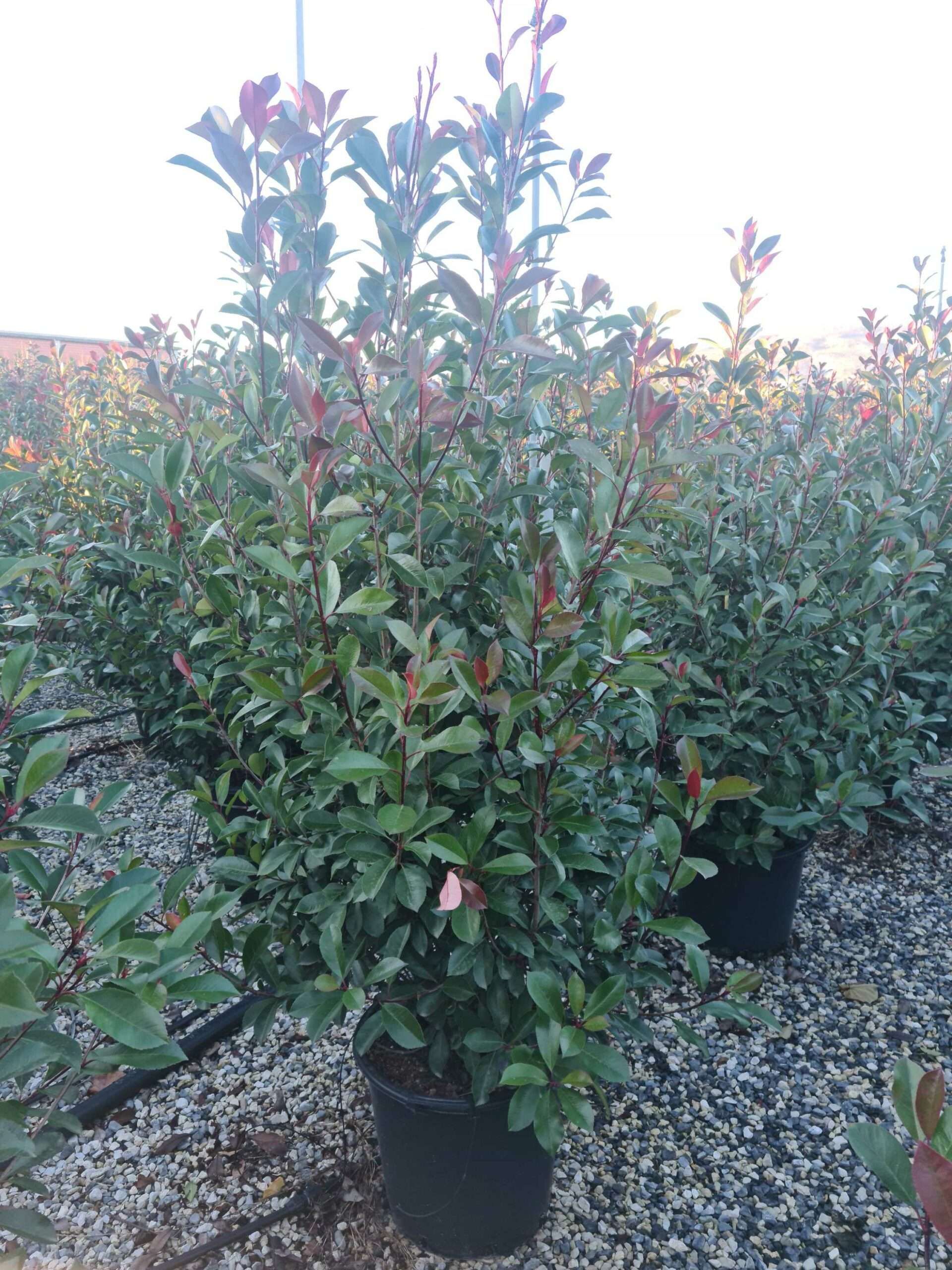 1639667101 scaled e798b8bc