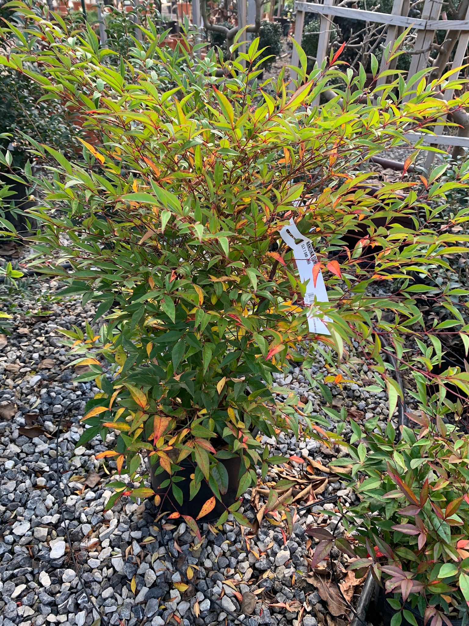 1624377610 nandina domestica c7 e8259bcb