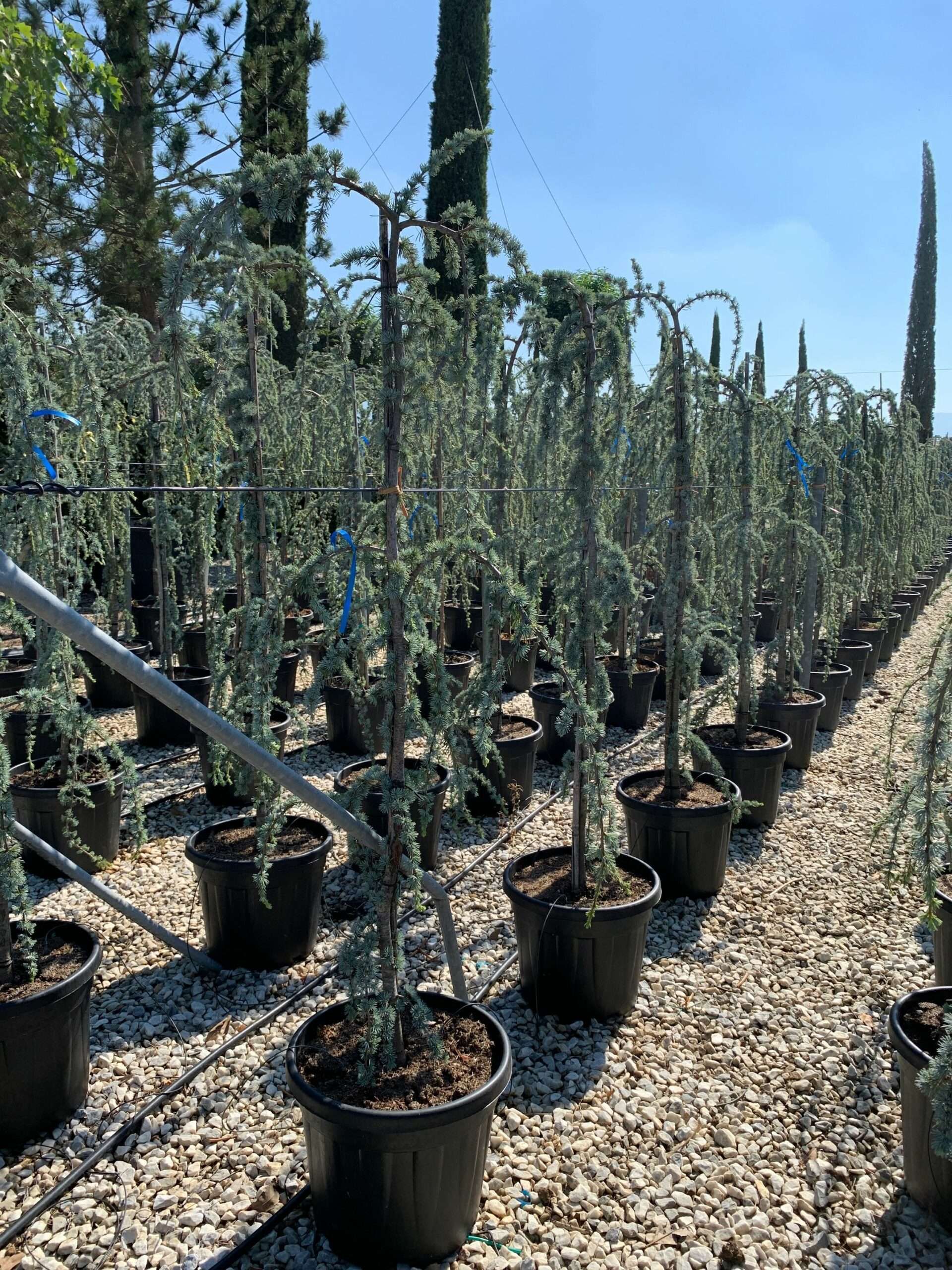 1657871775 scaled e8b800b2