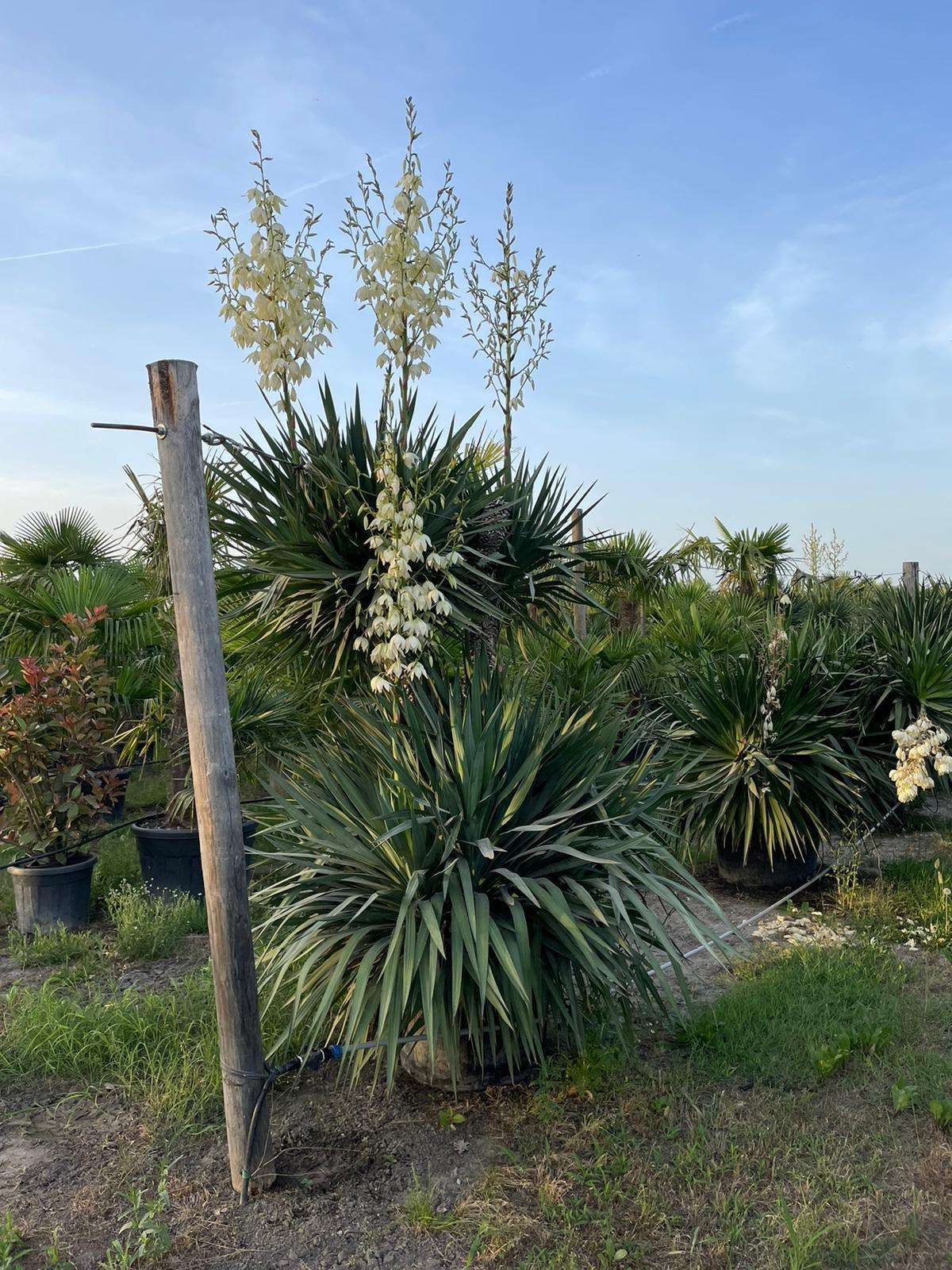 1660063437 yucca gloriosa specimen e8e1bbc2