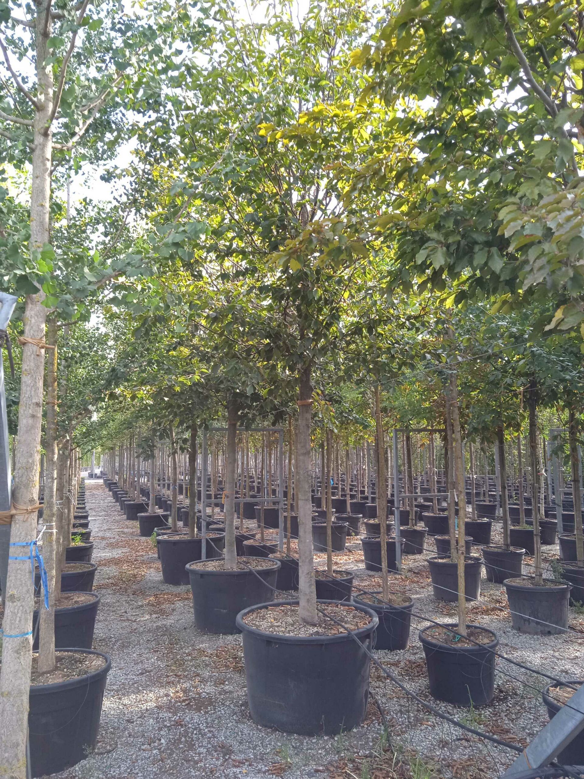 1662129796 scaled e87c7a1b