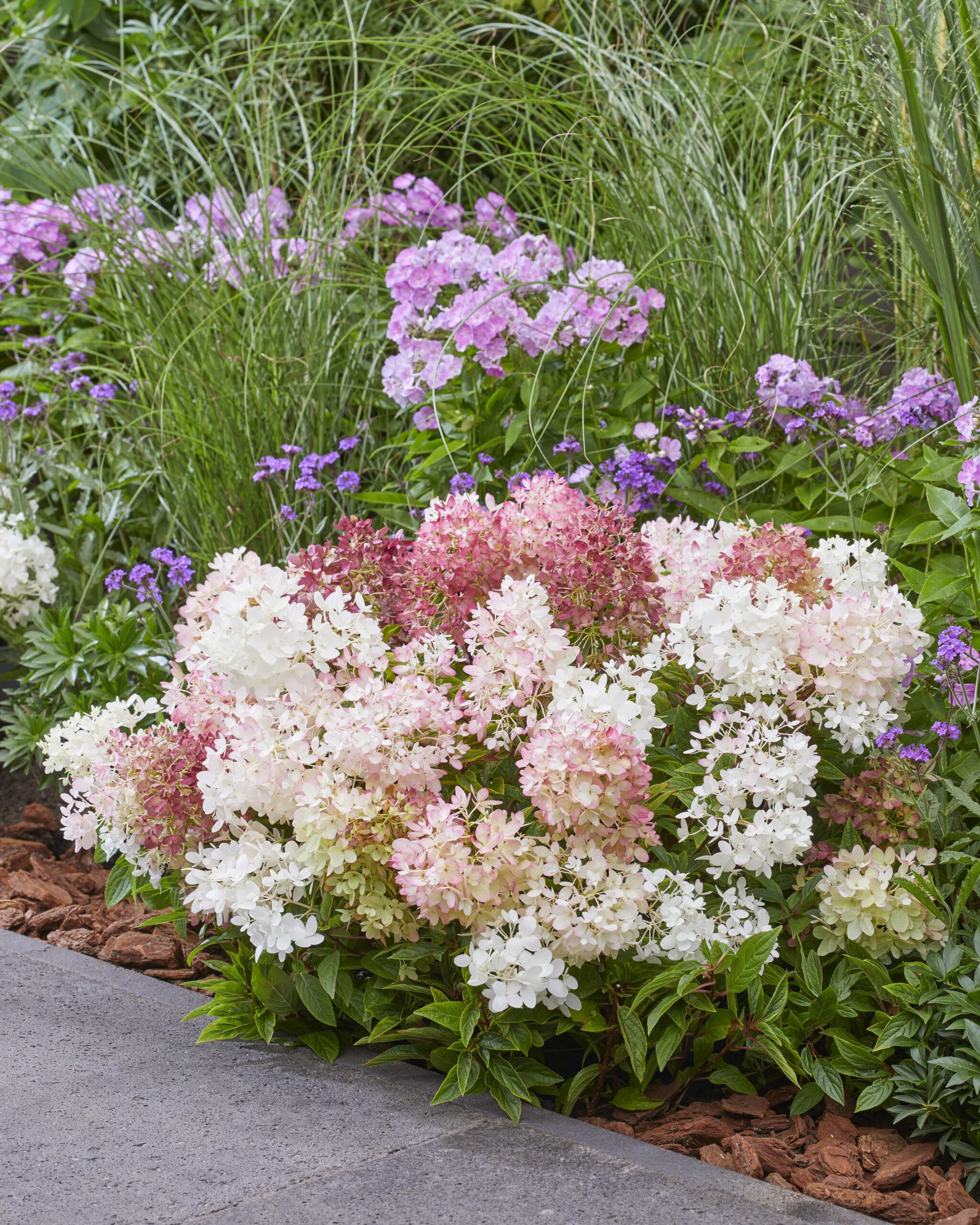 Hydrangea Groundbreaker 33 scaled e853ba07