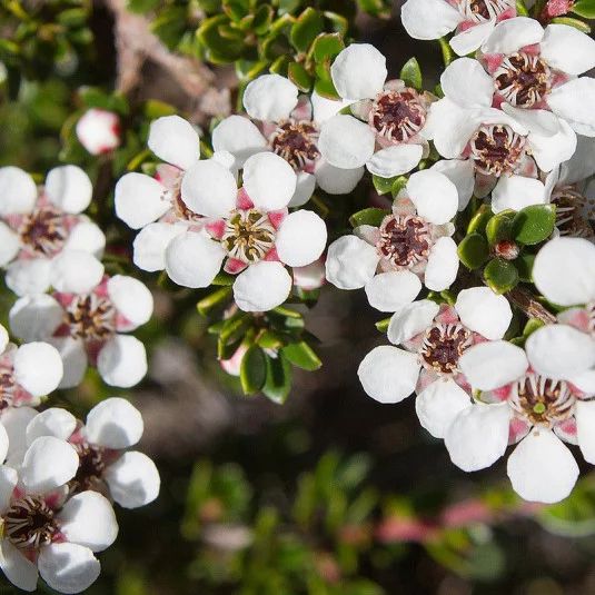 LEPTOSPERMUM 'Silver Sheen'