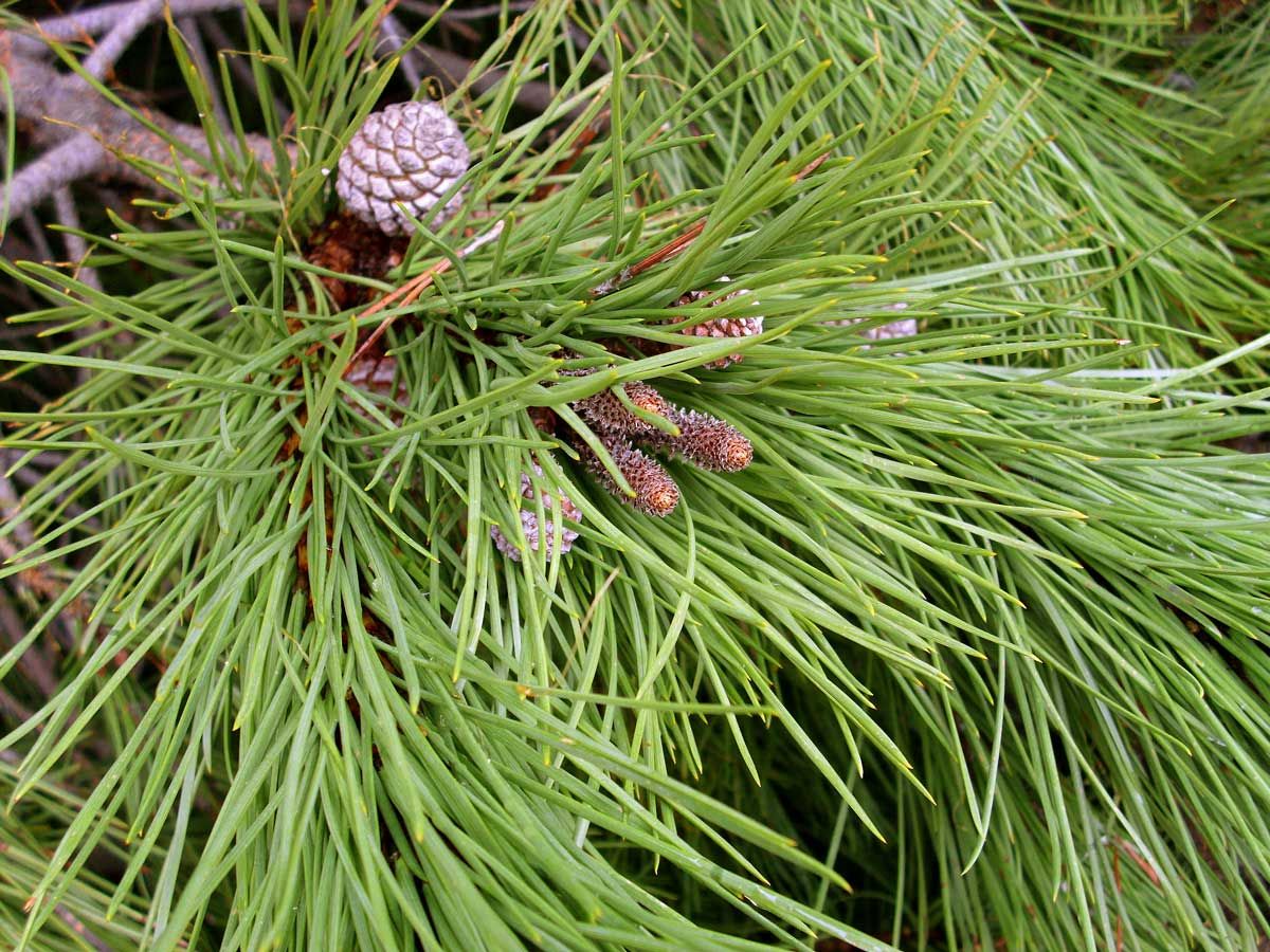 Pinus Pinea