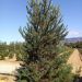 1611846387 2 pinus sylvestris 350 400 e9902b8b