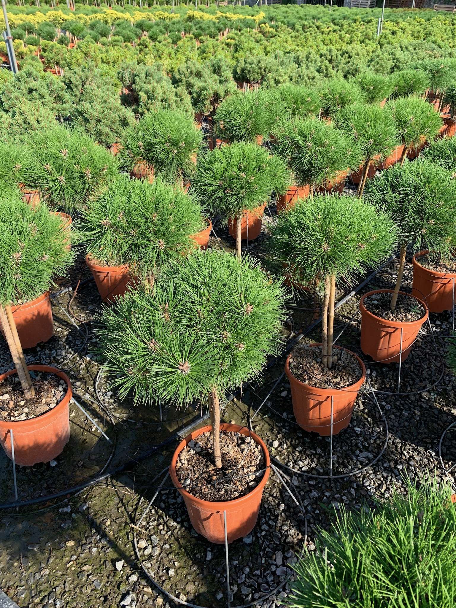 1616695553 011e79d9033394ee82bfcf3bf4e741b10267e73316 e9ea3a9a