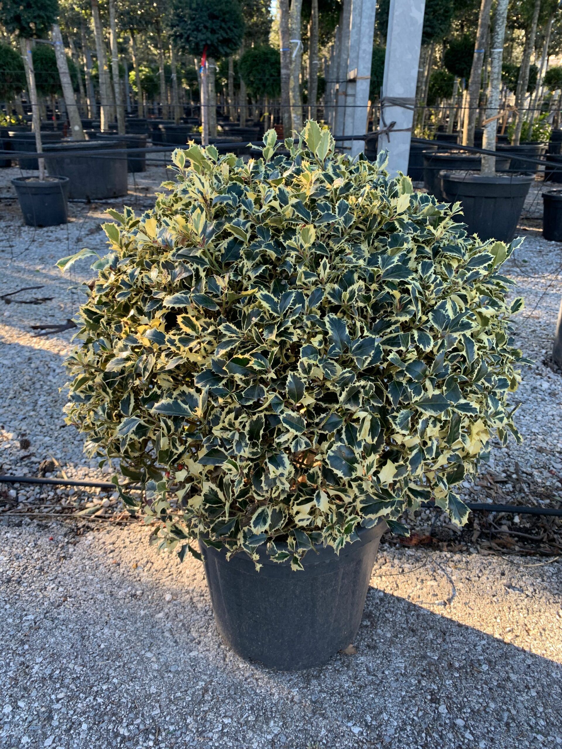 1643725887 scaled e9f1b685