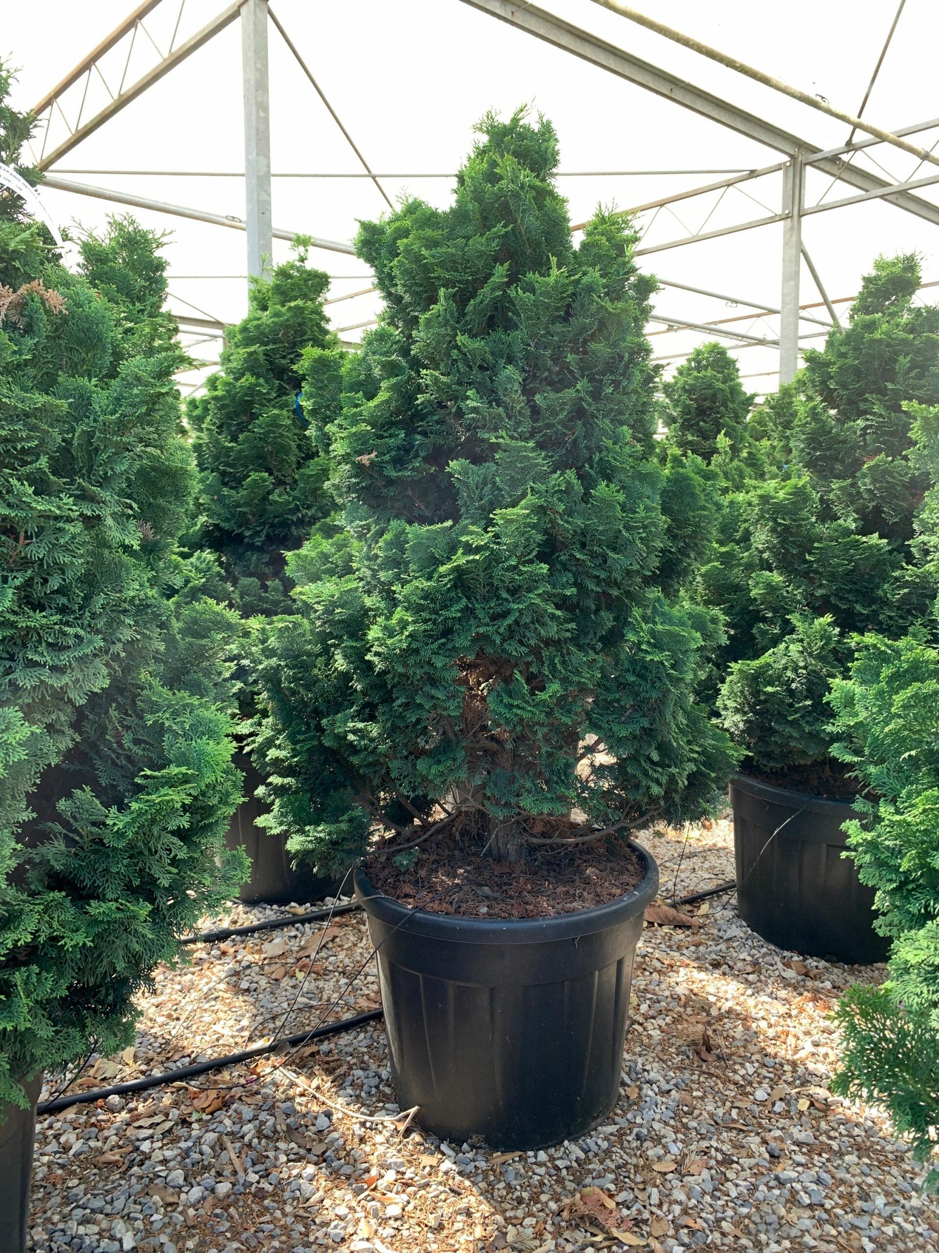 1657526117 scaled e955feac