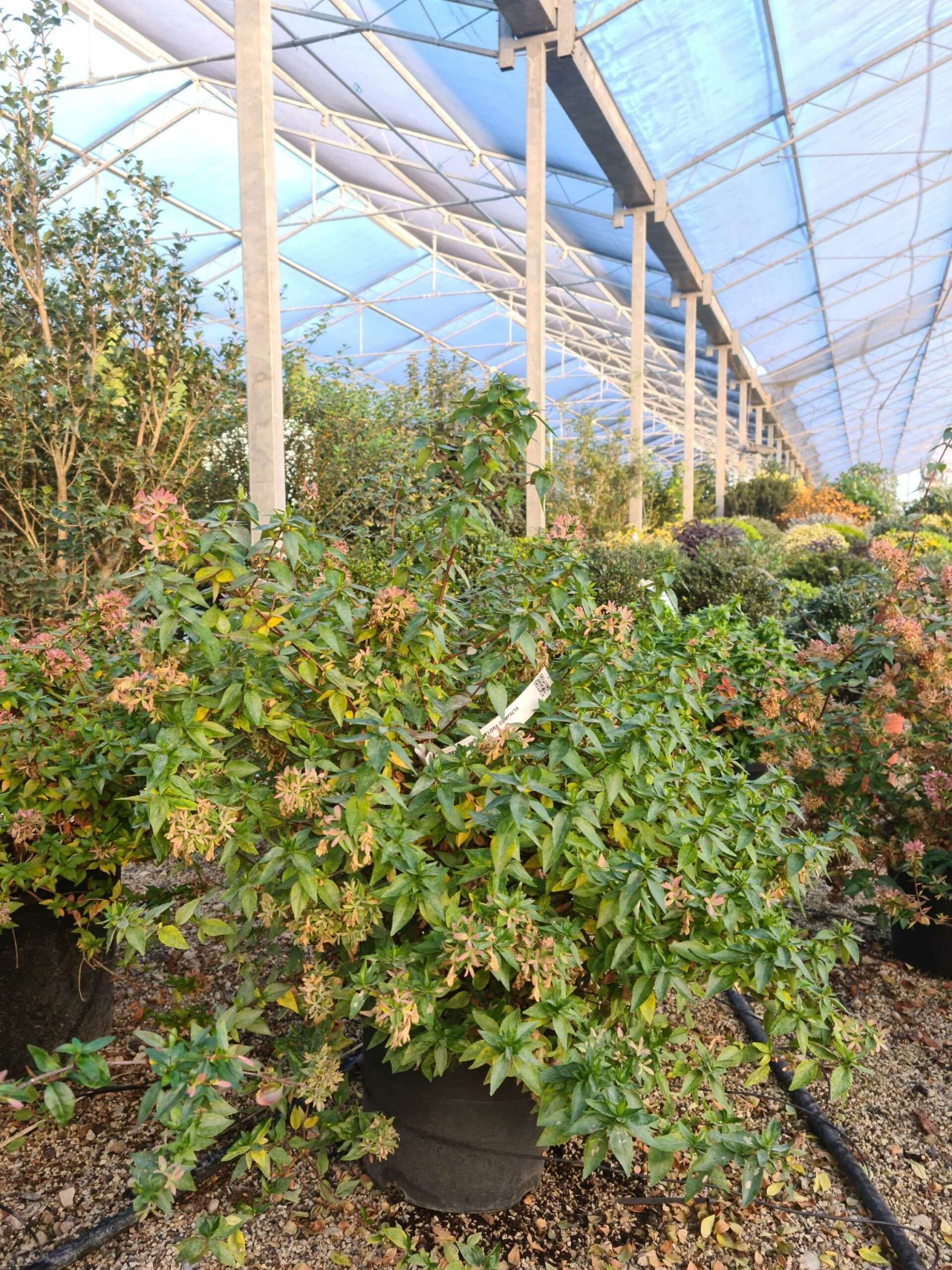 1639469025 scaled ea3eaa63