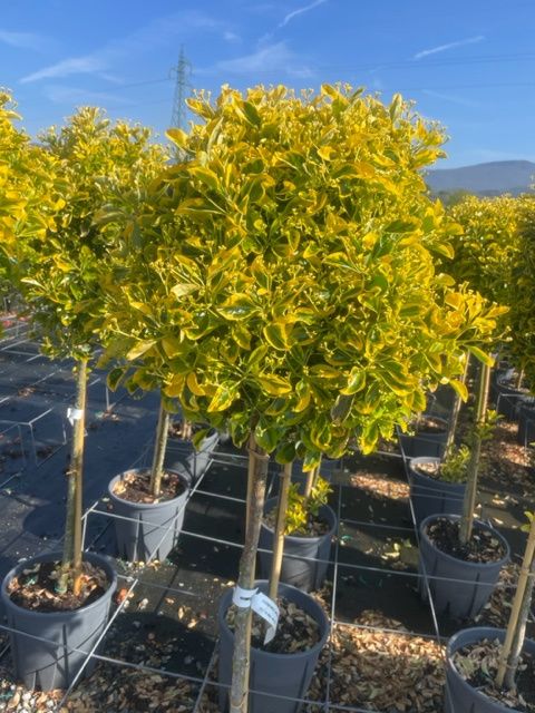 1682665938 Euonymus Eleg. Aureus clt15 18 half st. 40 50 ea9fb03e