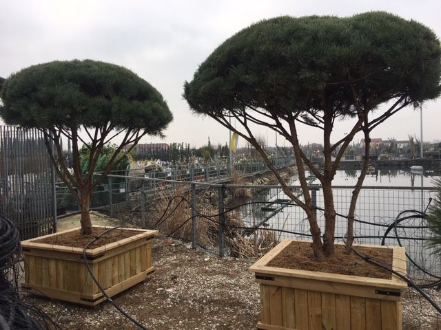 1610648217 Pinus sylv. watereri umbrella form 1.8mt ebce7cbc