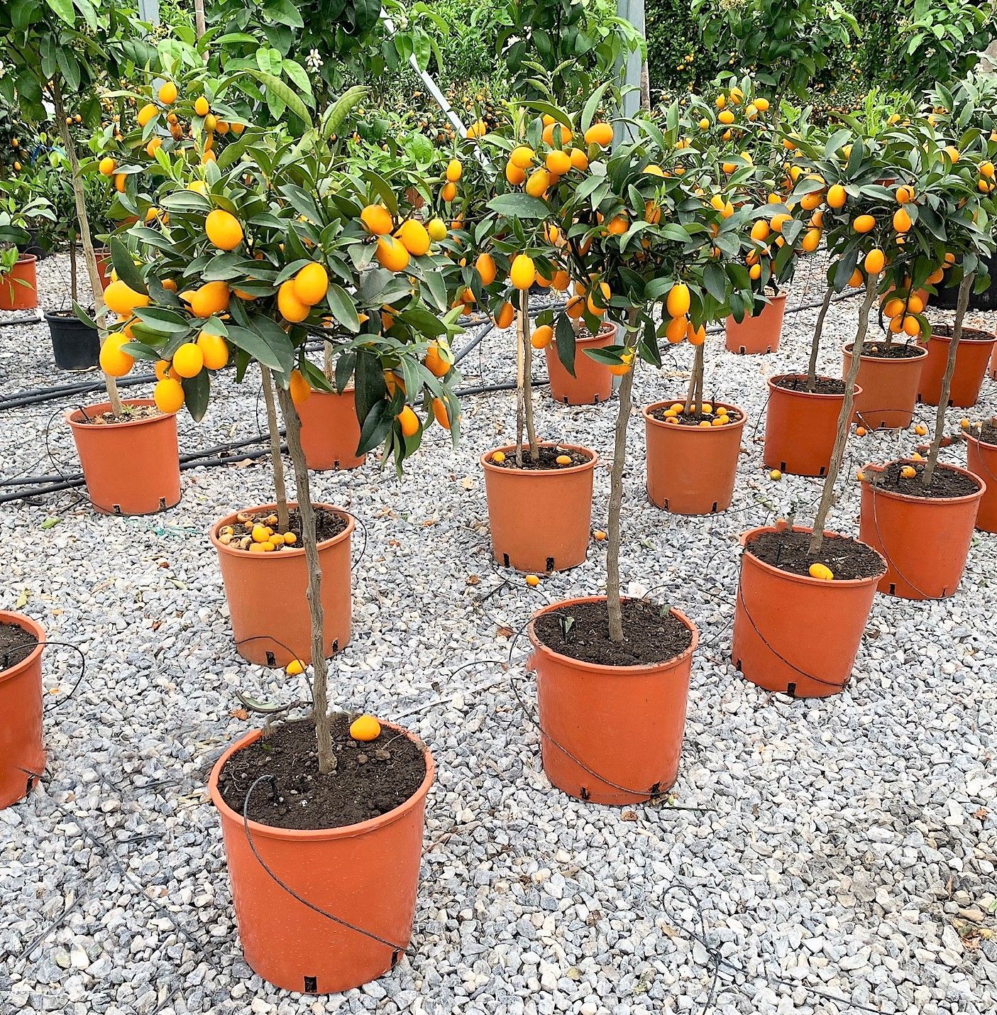 1619787619 01368d0259c4f907766b142b19ee3b6d64bf49059a eba766cf