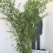 1629993485 8 Bambusa Phyllostachys Bissetii Clt 15 150 200 20 50 eb3ccf26