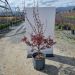 1680617438 acer palmatum bloodgood clt18 080 100 scaled ebb3efe6