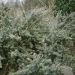 Leptospermum Silver Sheen 83360 1 eb538971