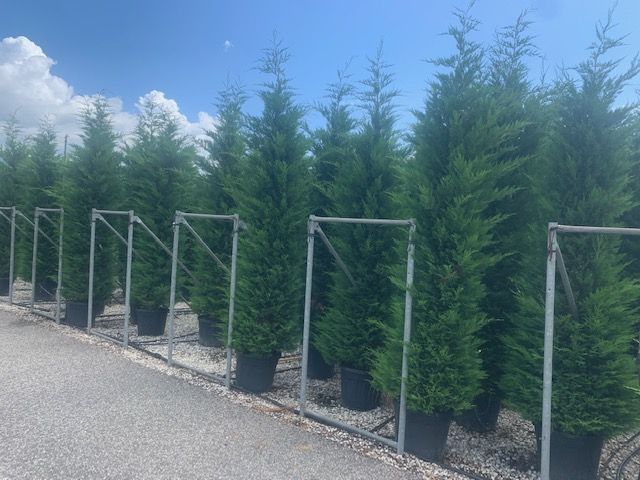 1611589115 cupressoc leylandii 400 4.50 ecc062d9