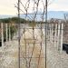 1614157867 10 Wisteria brachybotrys Shiro Cap. Fuji Vqlt 25 150x055 Pleached 55 00 ec9ed9d0