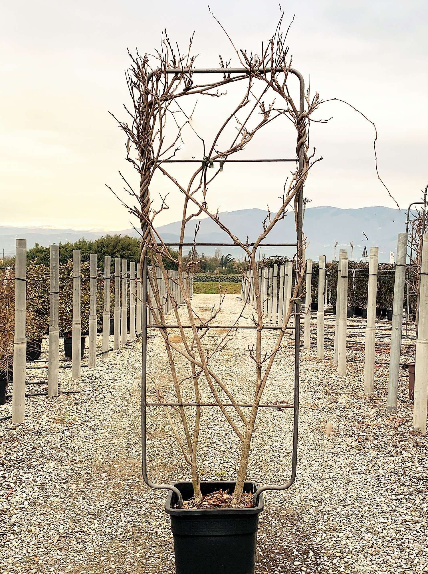 1614157867 11 Wisteria brachybotrys Showa Beni Vqlt 25 150x055 Pleached 55 00 ec24f1f9