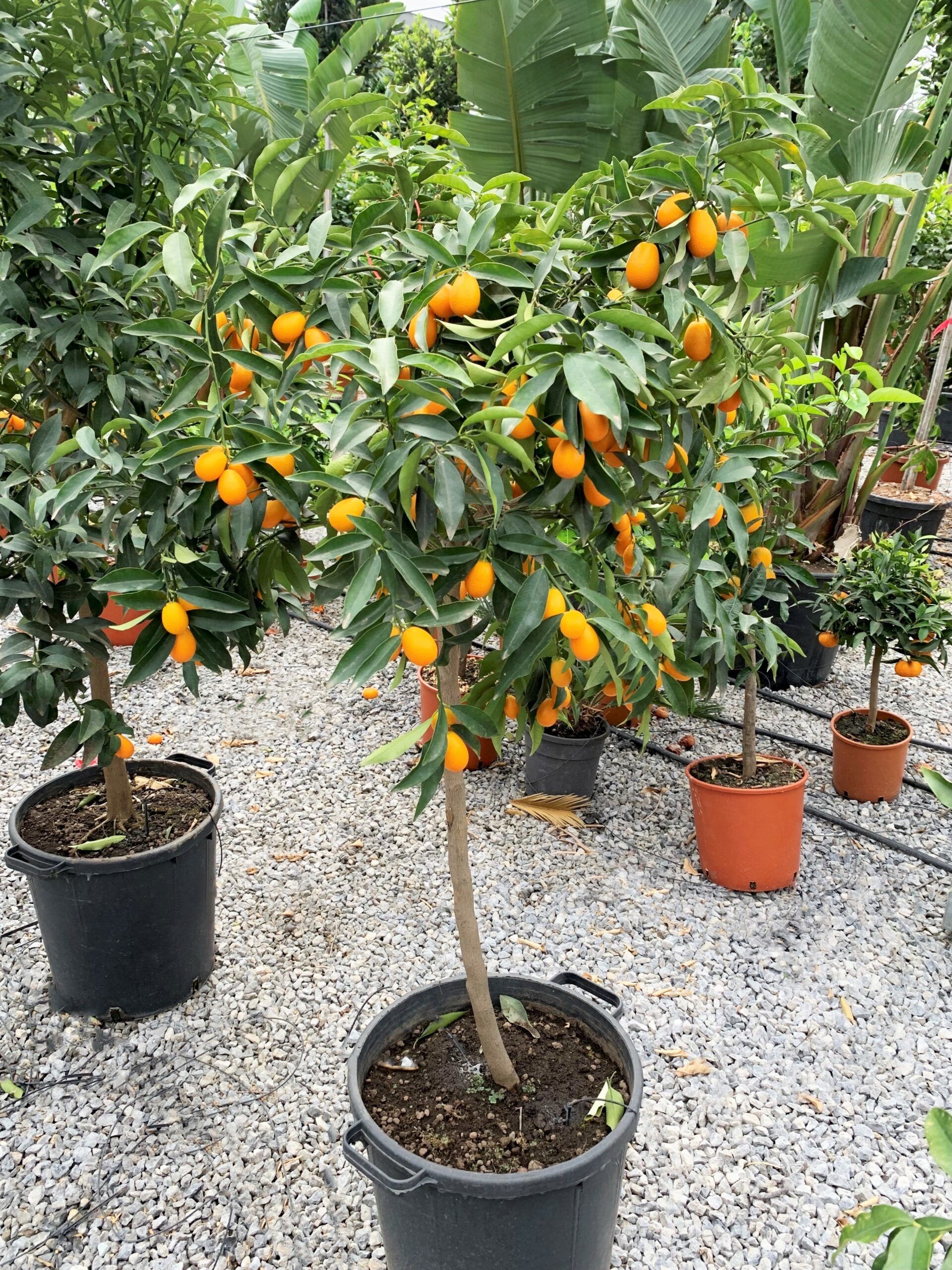 1619519755 kumquat 1 2 scaled ec26ef55