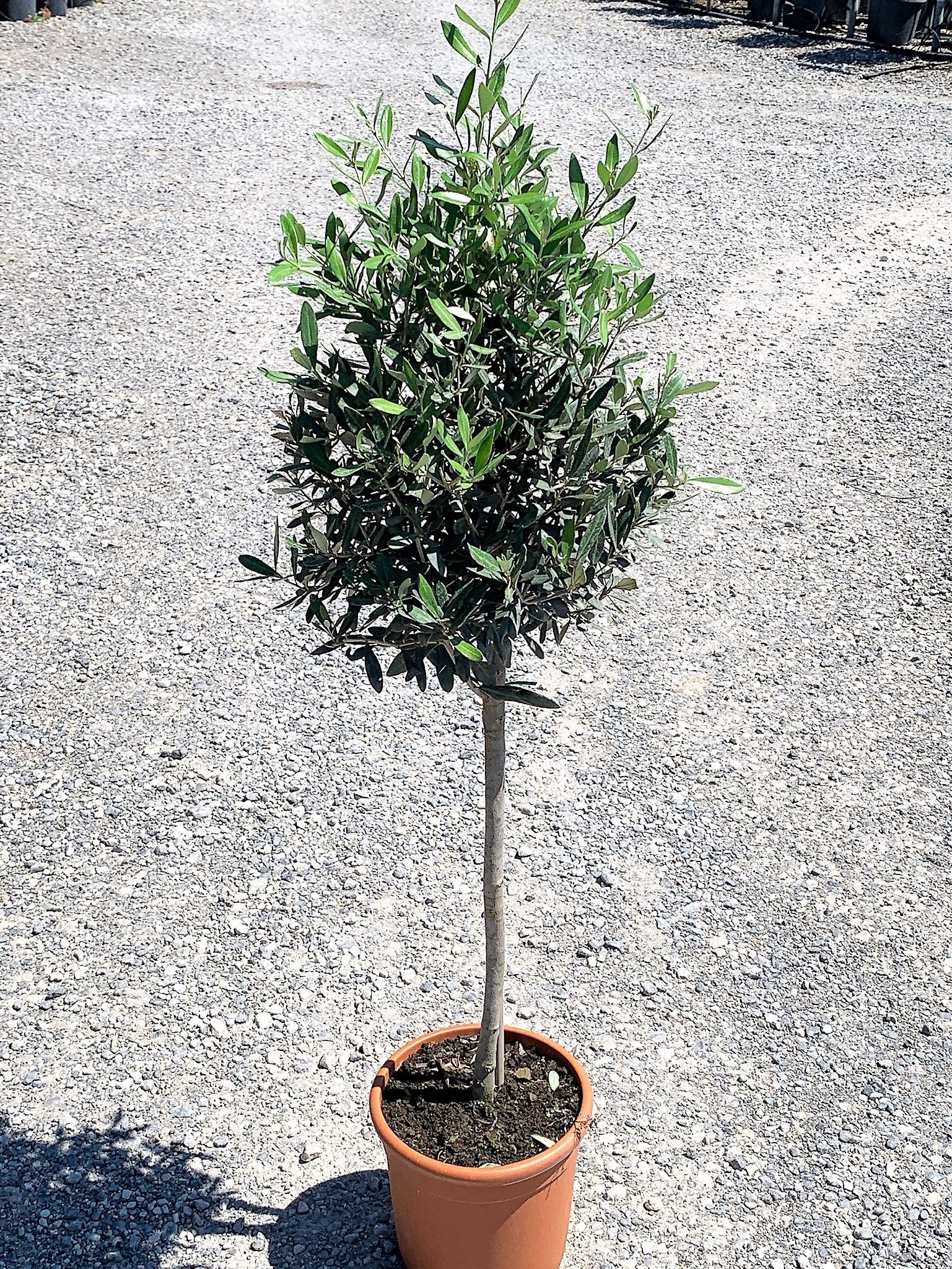 1629983319 01c575e92a14ad644d0a1e905e2a2b8676ae750266 ec1466b9