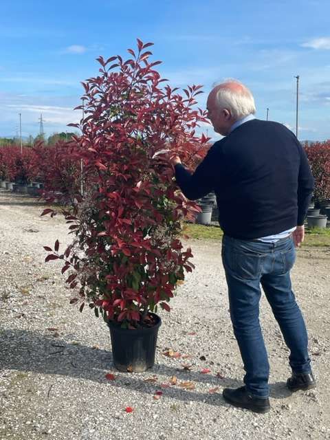 1682668605 Photinia Red robin clt30 150 175 ec5cf88f