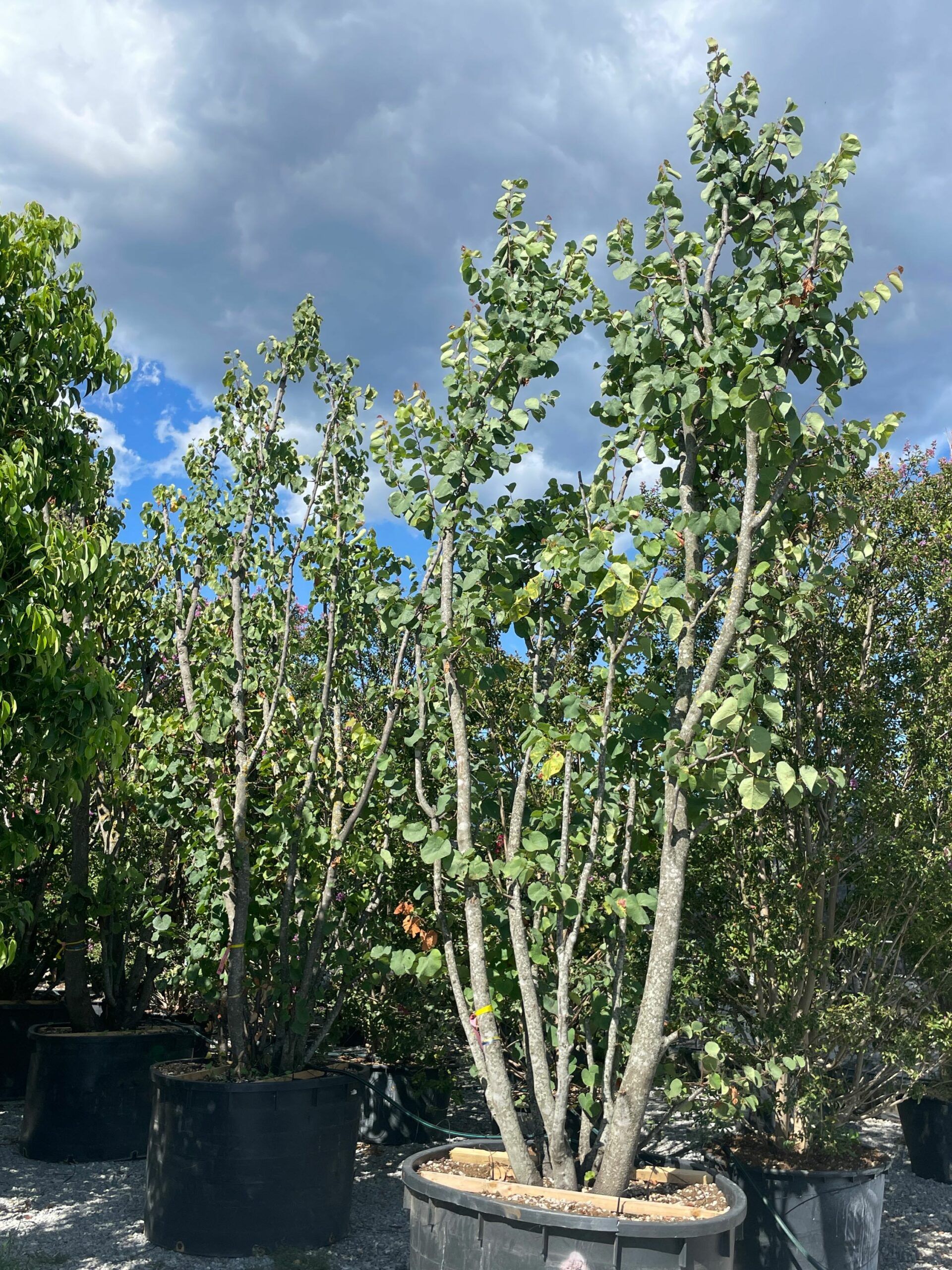 1691417351 scaled ec4de82a