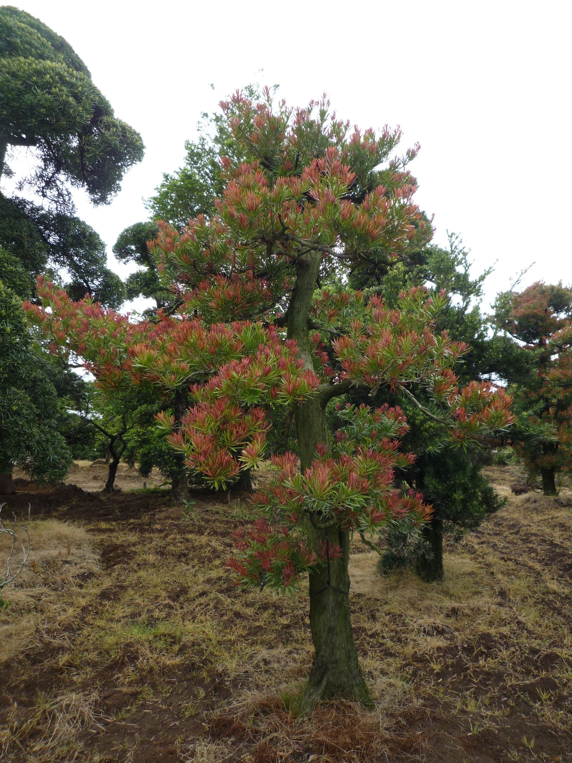 Podocarpus Mood Ring 12 ec7e4f32