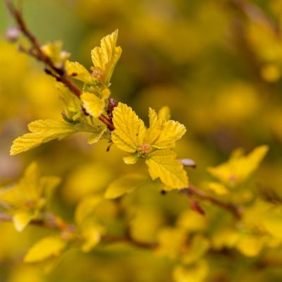 PHYSOCARPUS opulifolius 'Lucky Devil' FE ®