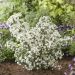 OLEARIA 'Spring Bling' ®