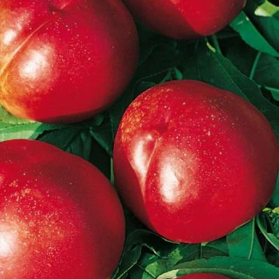 PRUNUS PERSICA 'Indipendence'