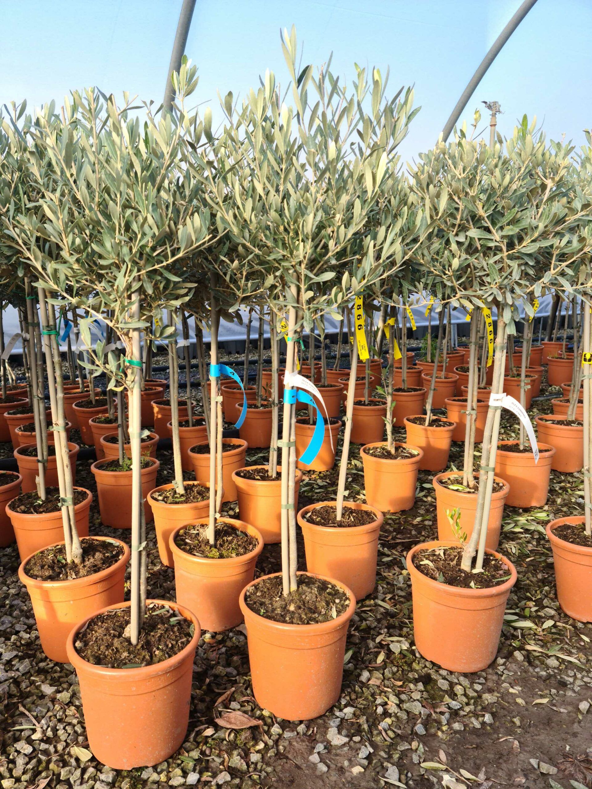 1639644414 scaled ee3effcb